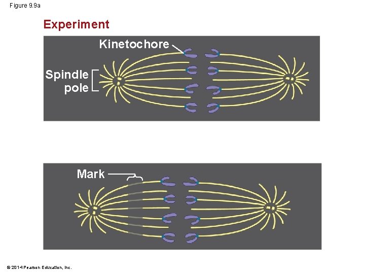 Figure 9. 9 a Experiment Kinetochore Spindle pole Mark © 2014 Pearson Education, Inc.