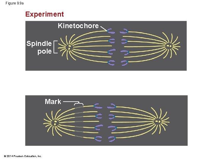 Figure 9. 9 a Experiment Kinetochore Spindle pole Mark © 2014 Pearson Education, Inc. Figure 9. 9 a Experiment Kinetochore Spindle pole Mark © 2014 Pearson Education, Inc.