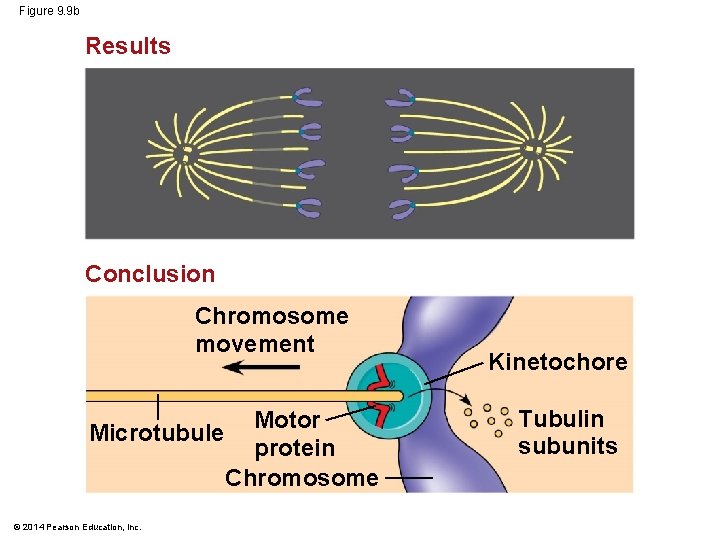 Figure 9. 9 b Results Conclusion Chromosome movement Motor Microtubule protein Chromosome © 2014