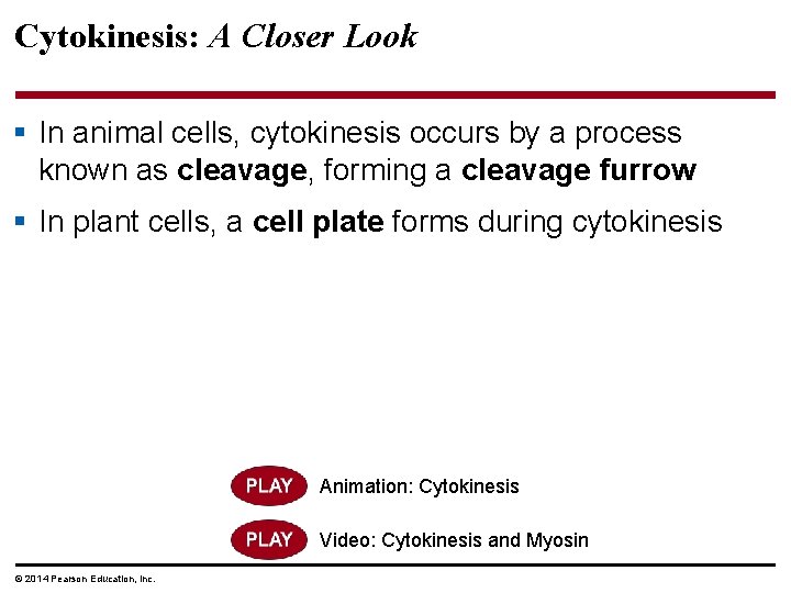 Cytokinesis: A Closer Look § In animal cells, cytokinesis occurs by a process known