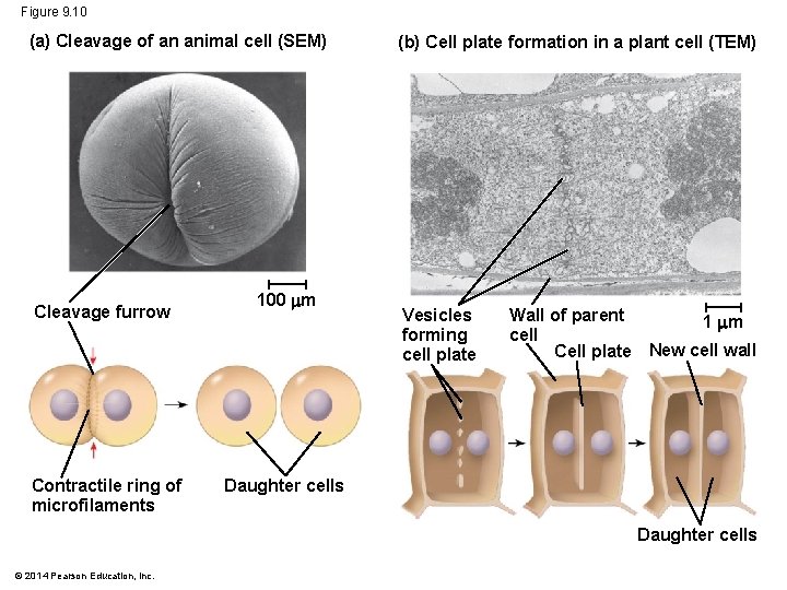 Figure 9. 10 (a) Cleavage of an animal cell (SEM) Cleavage furrow Contractile ring