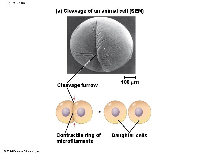 Figure 9. 10 a (a) Cleavage of an animal cell (SEM) Cleavage furrow Contractile Figure 9. 10 a (a) Cleavage of an animal cell (SEM) Cleavage furrow Contractile