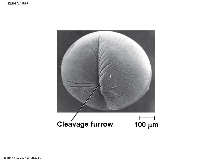 Figure 9. 10 aa Cleavage furrow © 2014 Pearson Education, Inc. 100 m 