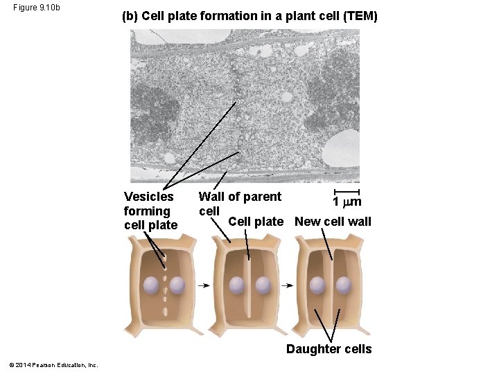 Figure 9. 10 b (b) Cell plate formation in a plant cell (TEM) Vesicles