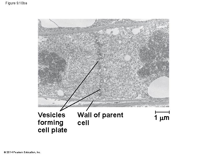 Figure 9. 10 ba Vesicles forming cell plate © 2014 Pearson Education, Inc. Wall