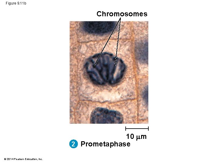 Figure 9. 11 b Chromosomes 10 m 2 Prometaphase © 2014 Pearson Education, Inc. Figure 9. 11 b Chromosomes 10 m 2 Prometaphase © 2014 Pearson Education, Inc.