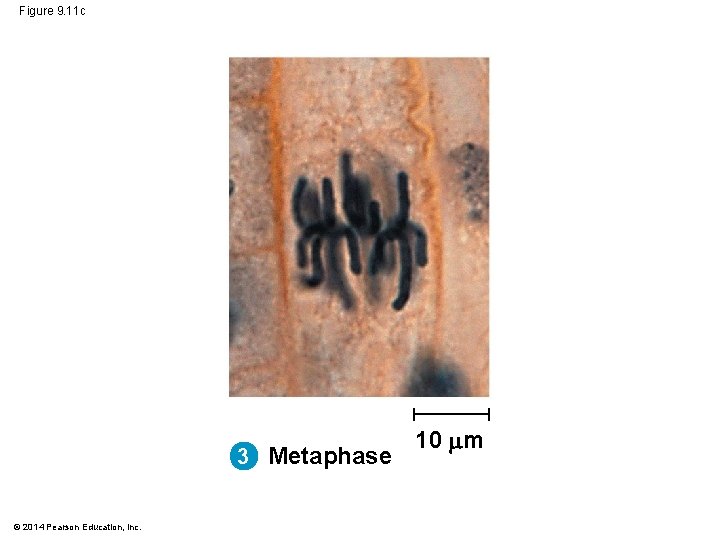 Figure 9. 11 c 3 Metaphase © 2014 Pearson Education, Inc. 10 m Figure 9. 11 c 3 Metaphase © 2014 Pearson Education, Inc. 10 m