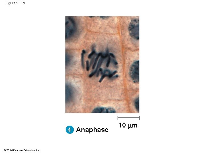 Figure 9. 11 d 4 Anaphase © 2014 Pearson Education, Inc. 10 m 