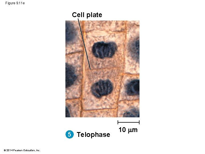 Figure 9. 11 e Cell plate 5 Telophase © 2014 Pearson Education, Inc. 10 Figure 9. 11 e Cell plate 5 Telophase © 2014 Pearson Education, Inc. 10