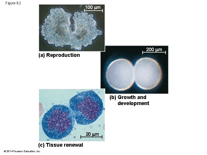 Figure 9. 2 100 m 200 m (a) Reproduction (b) Growth and development 20 Figure 9. 2 100 m 200 m (a) Reproduction (b) Growth and development 20