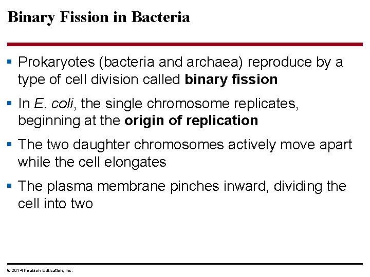 Binary Fission in Bacteria § Prokaryotes (bacteria and archaea) reproduce by a type of