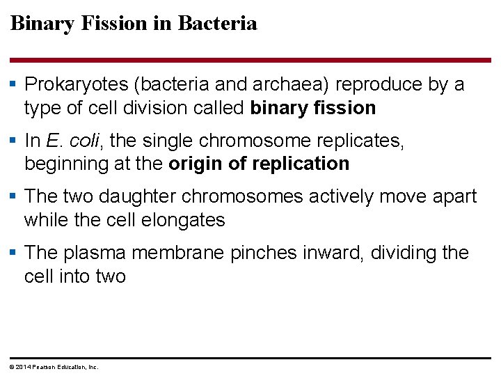 Binary Fission in Bacteria § Prokaryotes (bacteria and archaea) reproduce by a type of Binary Fission in Bacteria § Prokaryotes (bacteria and archaea) reproduce by a type of