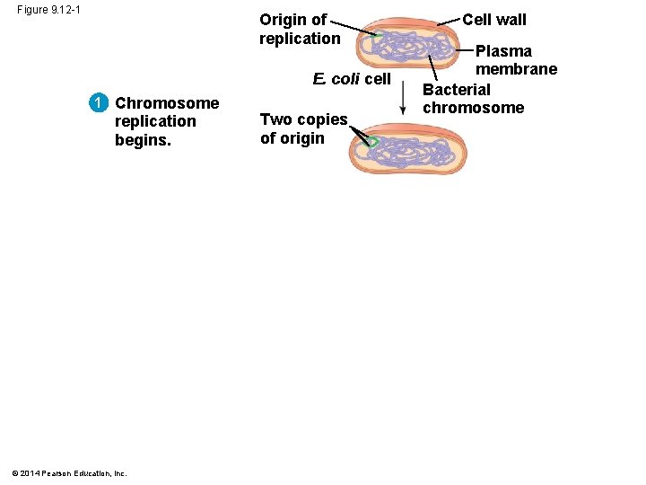 Figure 9. 12 -1 Origin of replication E. coli cell 1 Chromosome replication begins. Figure 9. 12 -1 Origin of replication E. coli cell 1 Chromosome replication begins.