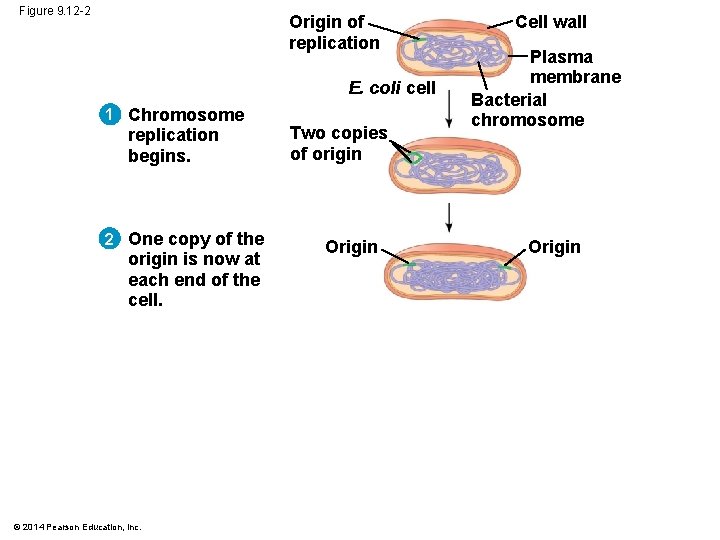 Figure 9. 12 -2 Origin of replication E. coli cell 1 Chromosome replication begins.