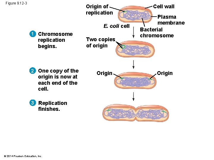 Figure 9. 12 -3 Origin of replication E. coli cell 1 Chromosome replication begins. Figure 9. 12 -3 Origin of replication E. coli cell 1 Chromosome replication begins.