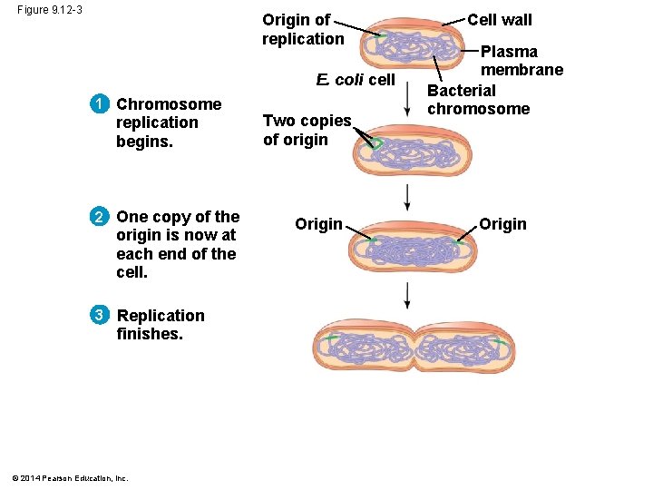 Figure 9. 12 -3 Origin of replication E. coli cell 1 Chromosome replication begins.