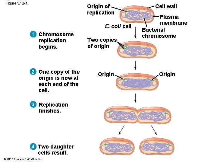 Figure 9. 12 -4 Origin of replication E. coli cell 1 Chromosome replication begins.