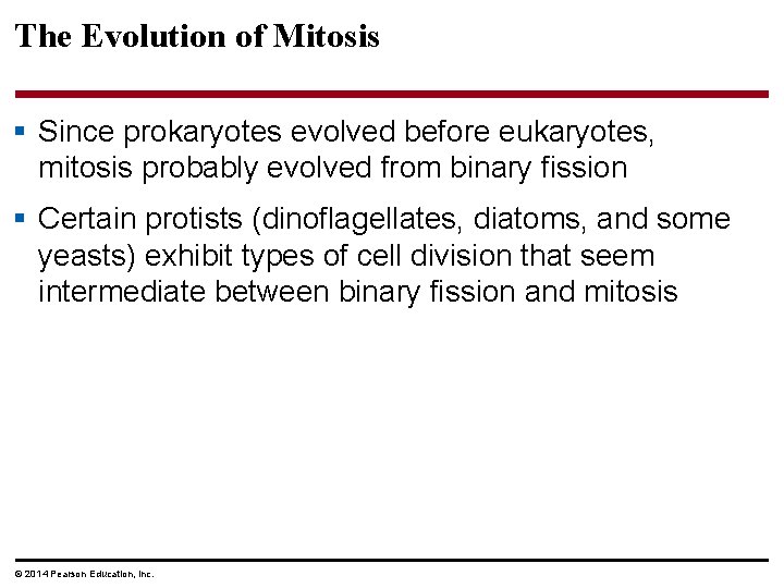 The Evolution of Mitosis § Since prokaryotes evolved before eukaryotes, mitosis probably evolved from