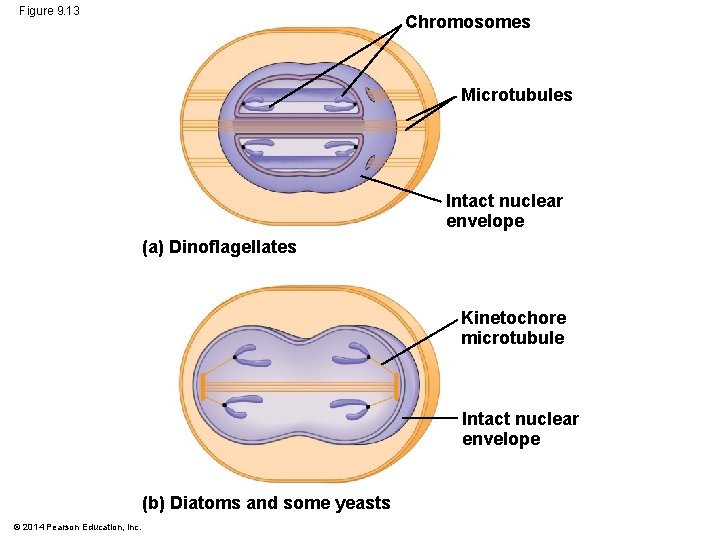 Figure 9. 13 Chromosomes Microtubules Intact nuclear envelope (a) Dinoflagellates Kinetochore microtubule Intact nuclear