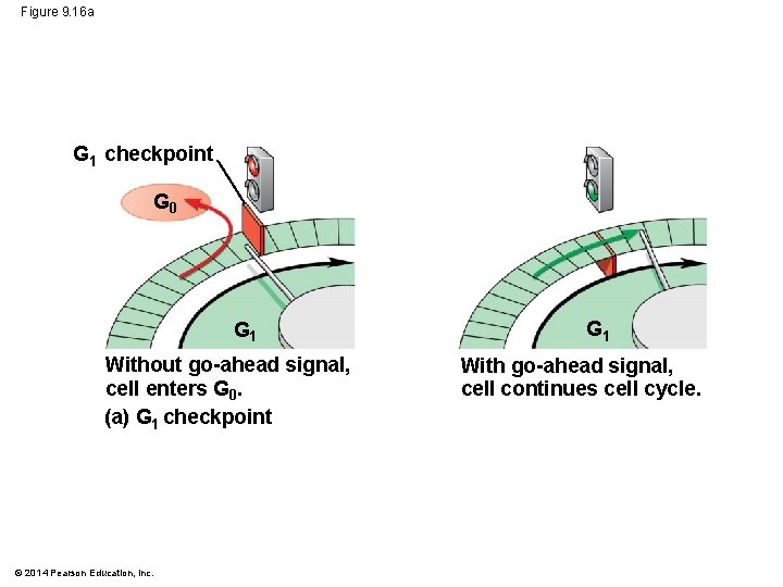 Figure 9. 16 a G 1 checkpoint G 0 G 1 Without go-ahead signal,