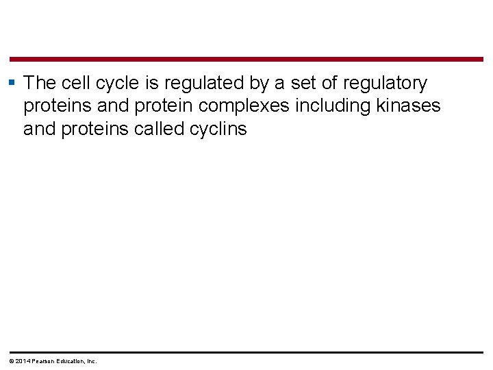 § The cell cycle is regulated by a set of regulatory proteins and protein