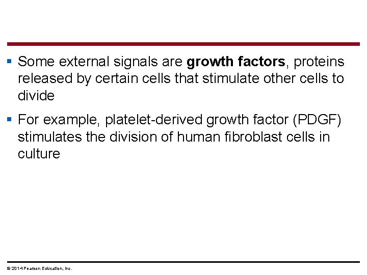 § Some external signals are growth factors, proteins released by certain cells that stimulate § Some external signals are growth factors, proteins released by certain cells that stimulate