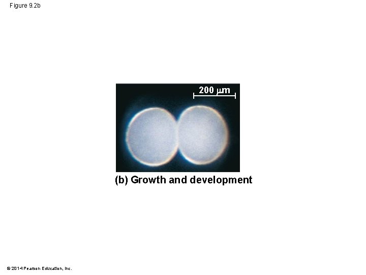 Figure 9. 2 b 200 m (b) Growth and development © 2014 Pearson Education,