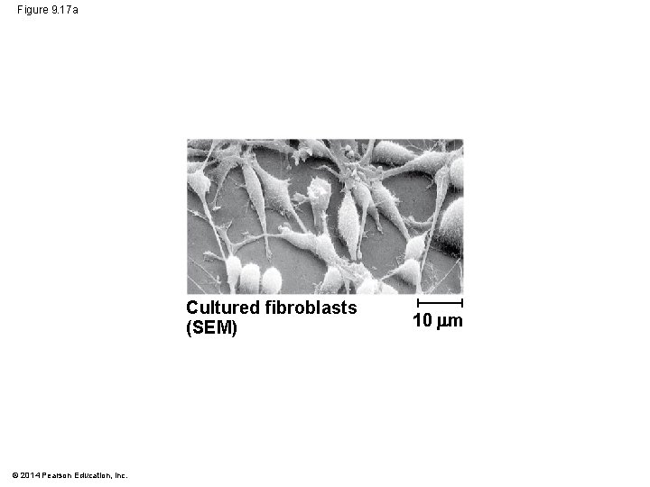 Figure 9. 17 a Cultured fibroblasts (SEM) © 2014 Pearson Education, Inc. 10 m Figure 9. 17 a Cultured fibroblasts (SEM) © 2014 Pearson Education, Inc. 10 m