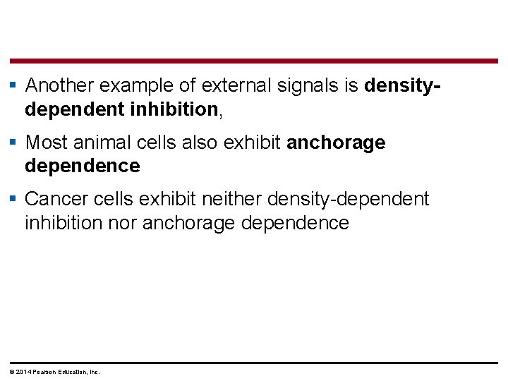 § Another example of external signals is densitydependent inhibition, § Most animal cells also