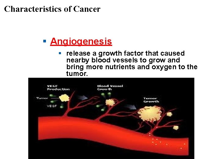 Characteristics of Cancer § Angiogenesis § release a growth factor that caused nearby blood