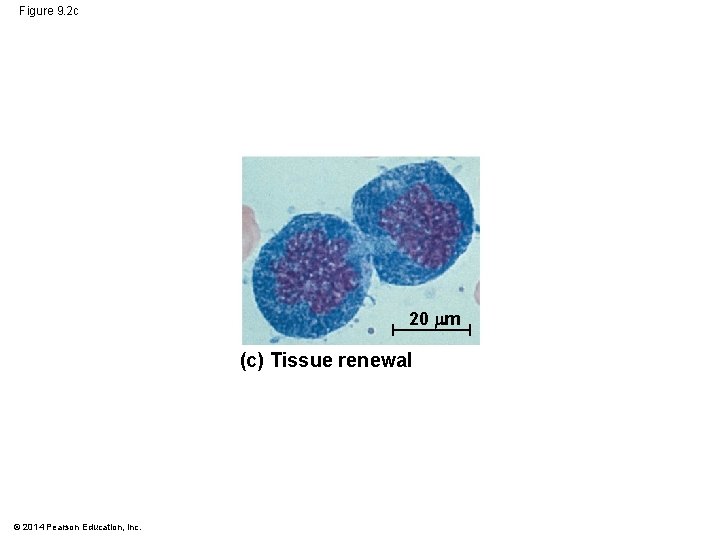 Figure 9. 2 c 20 m (c) Tissue renewal © 2014 Pearson Education, Inc. Figure 9. 2 c 20 m (c) Tissue renewal © 2014 Pearson Education, Inc.
