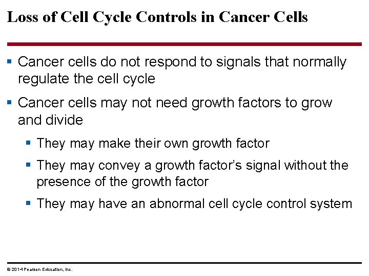 Loss of Cell Cycle Controls in Cancer Cells § Cancer cells do not respond