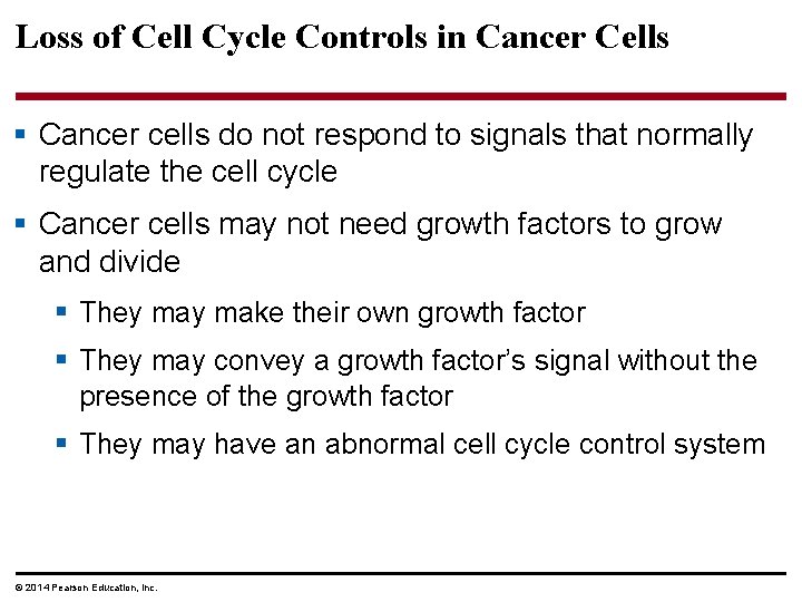 Loss of Cell Cycle Controls in Cancer Cells § Cancer cells do not respond Loss of Cell Cycle Controls in Cancer Cells § Cancer cells do not respond