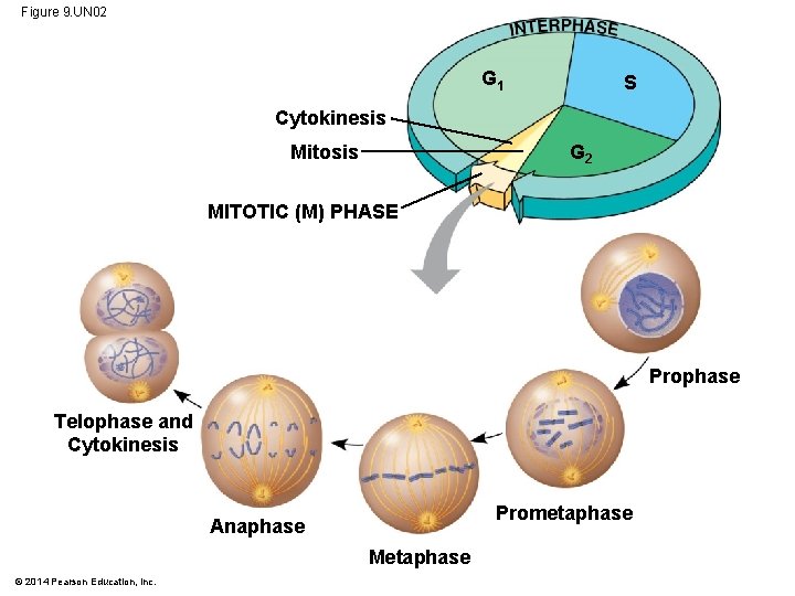 Figure 9. UN 02 G 1 S Cytokinesis Mitosis G 2 MITOTIC (M) PHASE