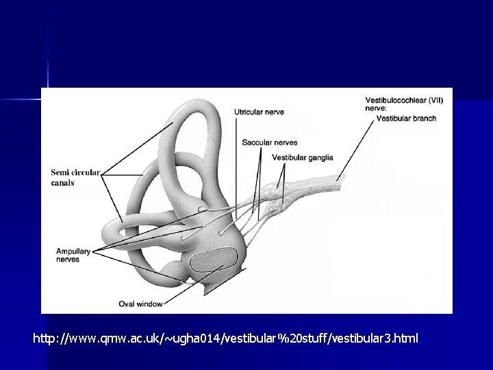 http: //www. qmw. ac. uk/~ugha 014/vestibular%20 stuff/vestibular 3. html 