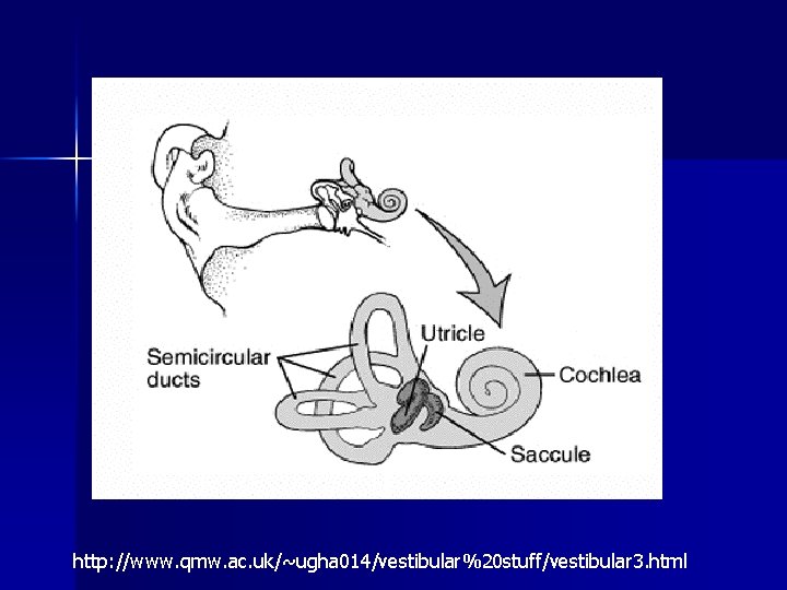 http: //www. qmw. ac. uk/~ugha 014/vestibular%20 stuff/vestibular 3. html 