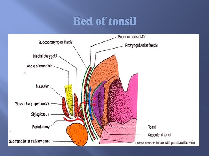 Bed of tonsil 