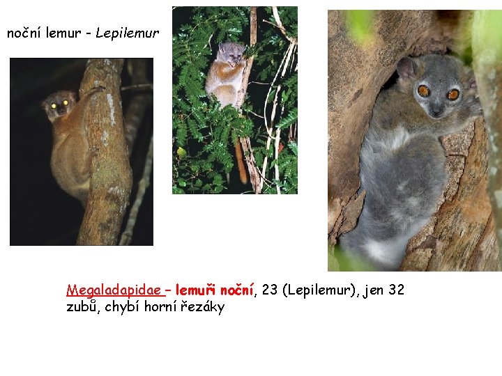 noční lemur - Lepilemur Megaladapidae – lemuři noční, 23 (Lepilemur), jen 32 zubů, chybí