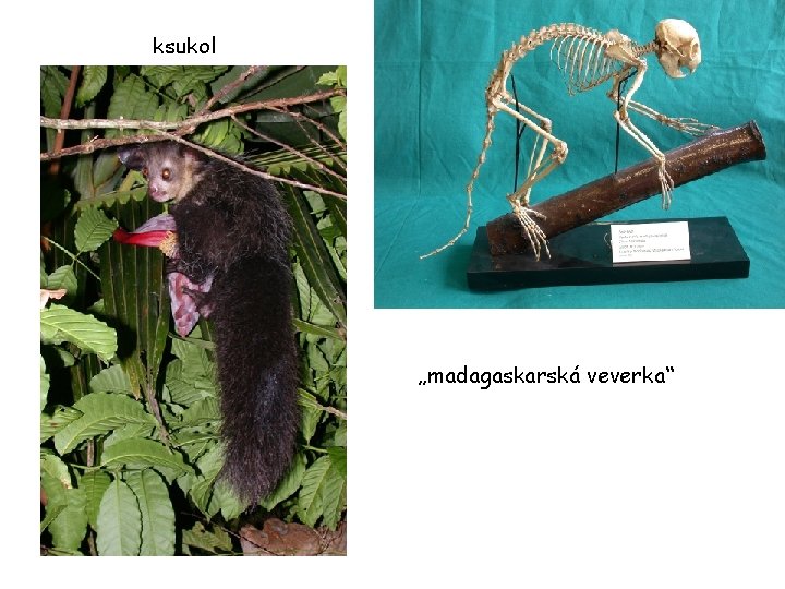 ksukol „madagaskarská veverka“ 