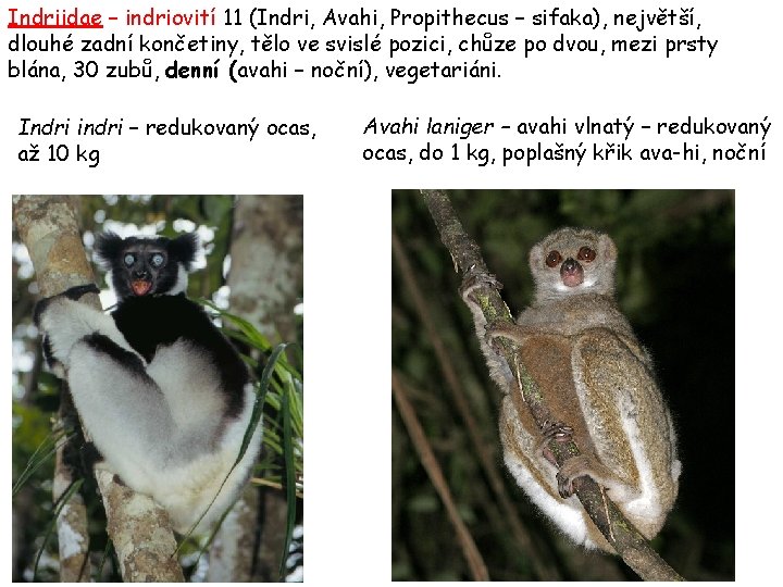 Indriidae – indriovití 11 (Indri, Avahi, Propithecus – sifaka), největší, dlouhé zadní končetiny, tělo