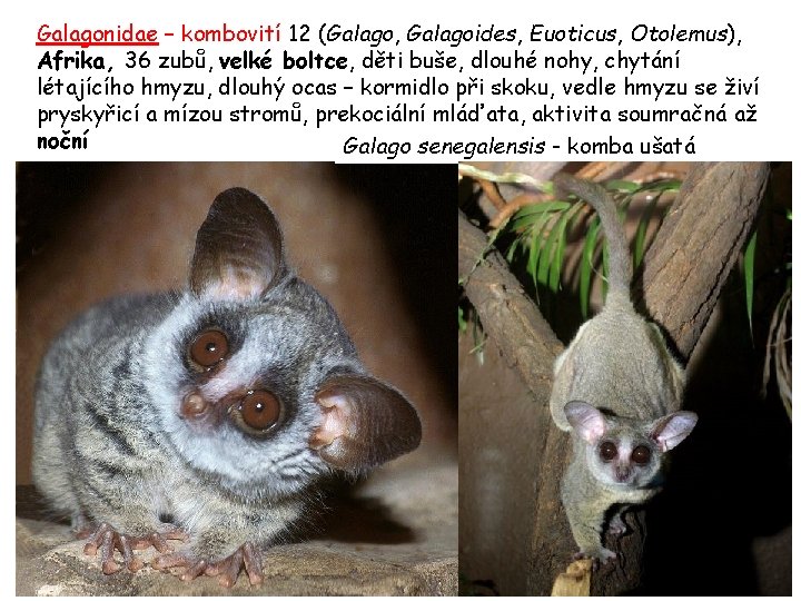 Galagonidae – kombovití 12 (Galago, Galagoides, Euoticus, Otolemus), Afrika, 36 zubů, velké boltce, děti