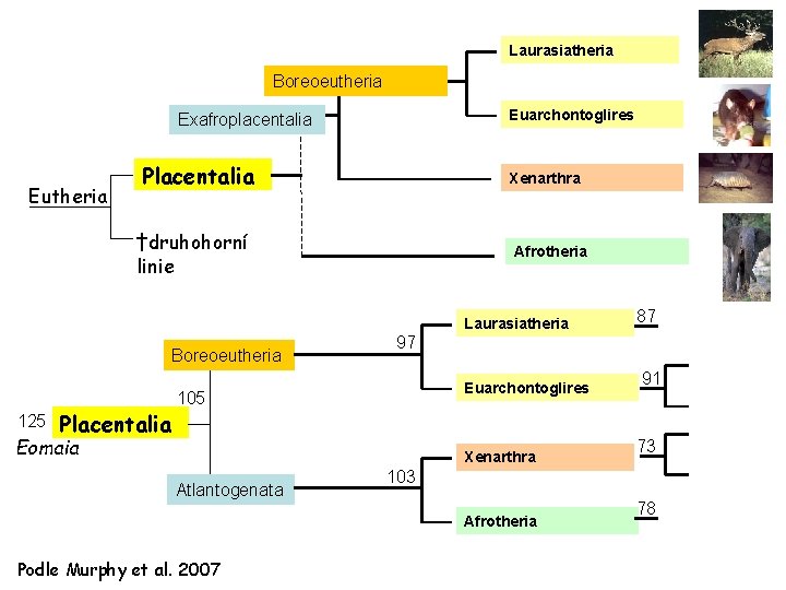 Laurasiatheria Boreoeutheria Euarchontoglires Exafroplacentalia Eutheria Placentalia Xenarthra †druhohorní linie Afrotheria Laurasiatheria Boreoeutheria 125 Placentalia