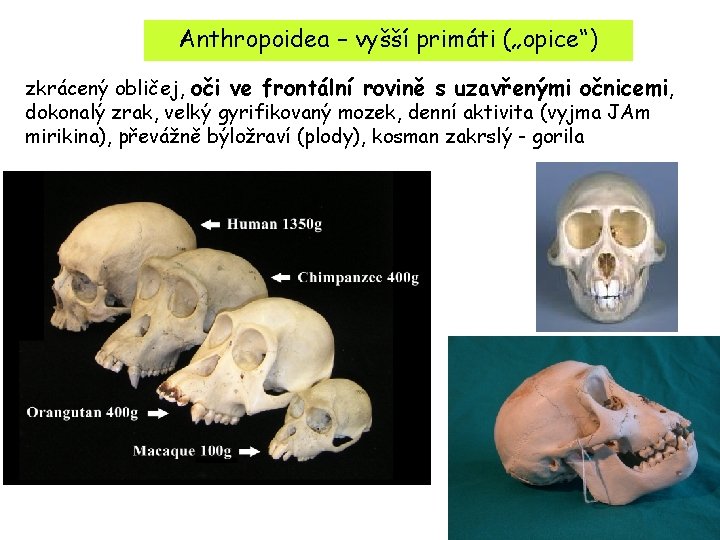 Anthropoidea – vyšší primáti („opice“) zkrácený obličej, oči ve frontální rovině s uzavřenými očnicemi,