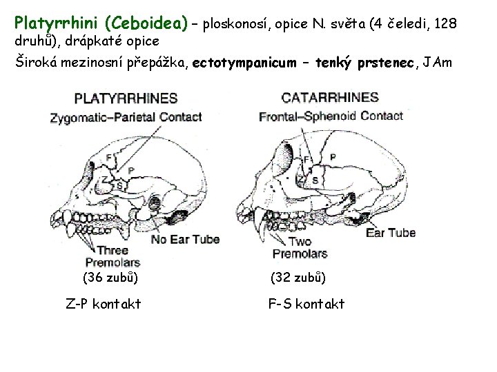 Platyrrhini (Ceboidea) – ploskonosí, opice N. světa (4 čeledi, 128 druhů), drápkaté opice Široká