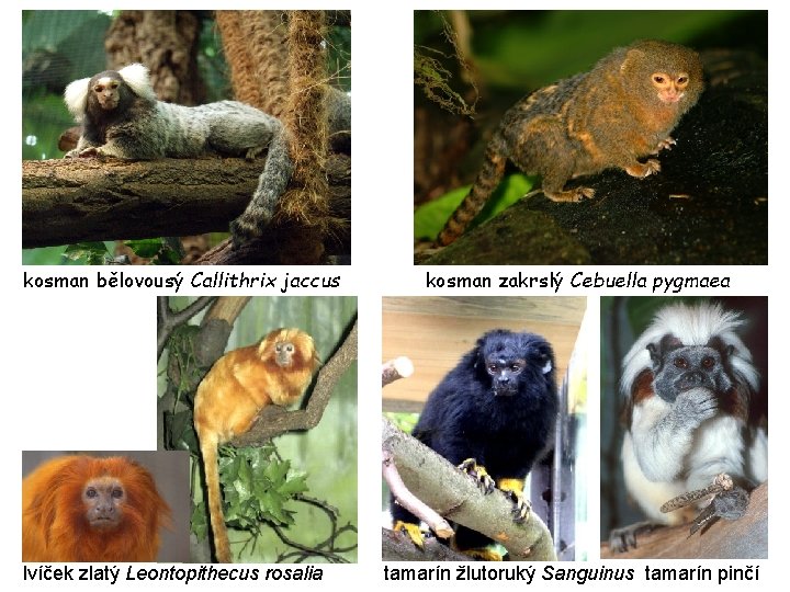 kosman bělovousý Callithrix jaccus lvíček zlatý Leontopithecus rosalia kosman zakrslý Cebuella pygmaea tamarín žlutoruký