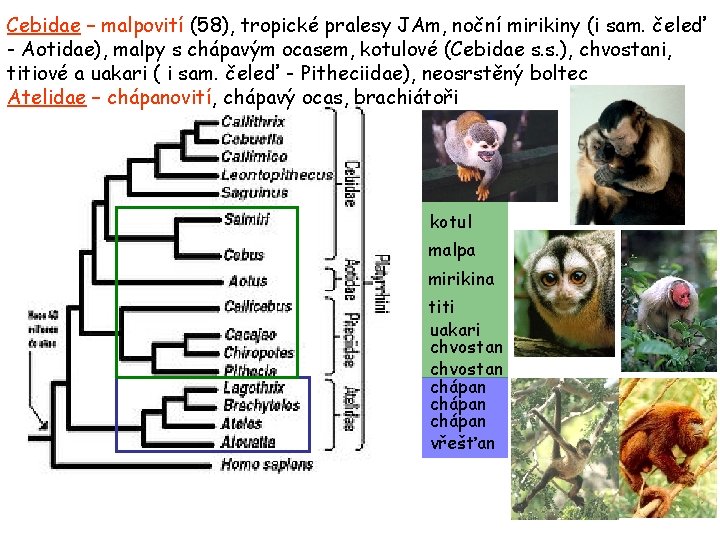 Cebidae – malpovití (58), tropické pralesy JAm, noční mirikiny (i sam. čeleď - Aotidae),