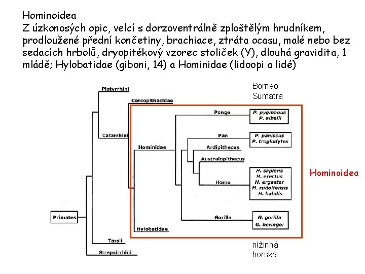 Hominoidea Z úzkonosých opic, velcí s dorzoventrálně zploštělým hrudníkem, prodloužené přední končetiny, brachiace, ztráta