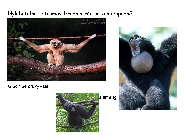 Hylobatidae – stromoví brachiátoři, po zemi bipedně Gibon běloruký - lar siamang 