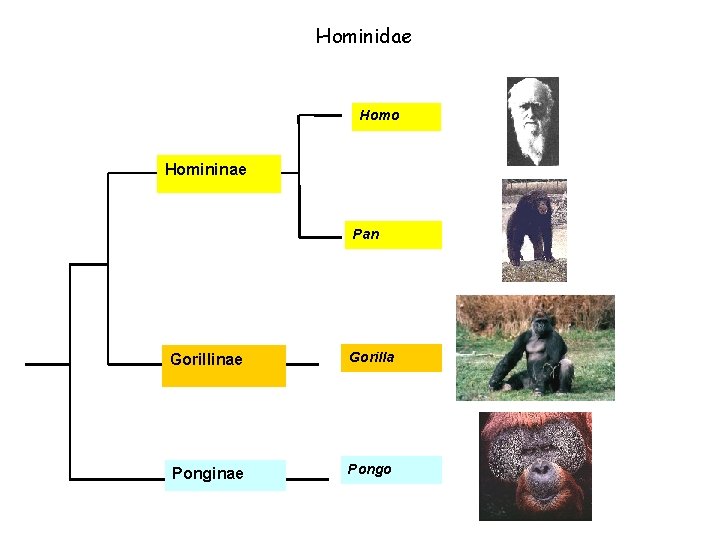 Hominidae Homo Homininae Pan Gorillinae Gorilla Ponginae Pongo 