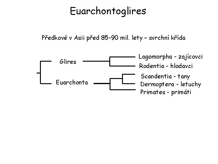 Euarchontoglires Předkové v Asii před 85 -90 mil. lety – svrchní křída Glires Euarchonta